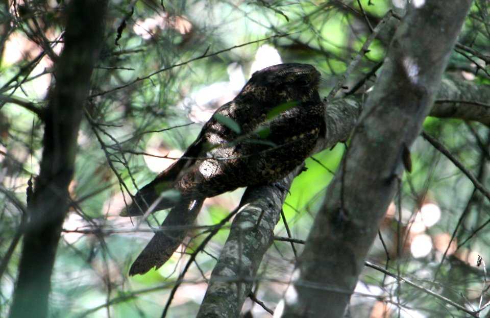 Chuck-will's-widow