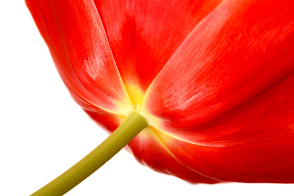 Tulip