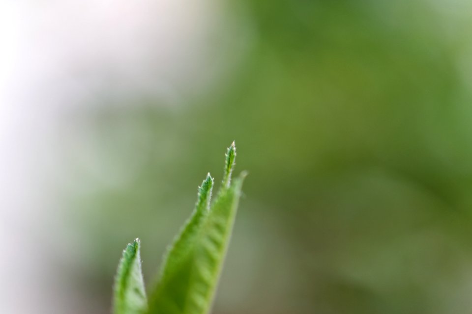 Tip of Rose Leaf photo