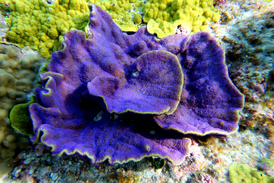 Purple Coral at Swains Island