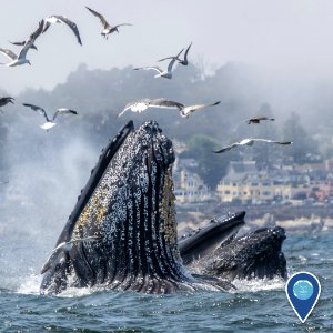 MBNMS humpback whales feeding photo