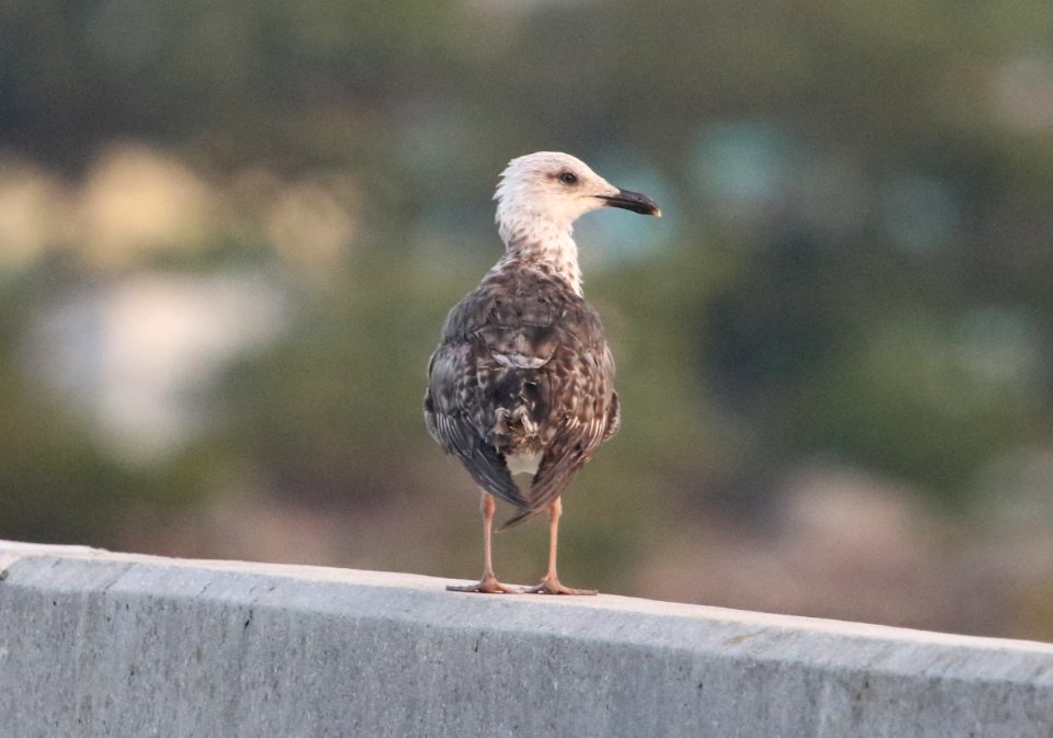 Lesser Black-backed Gull
