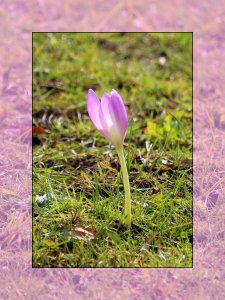 Autumn Crocus photo