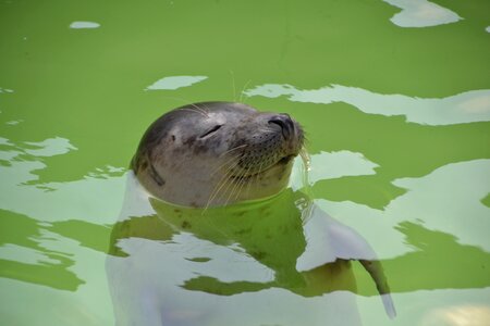 Mammal animal world north sea