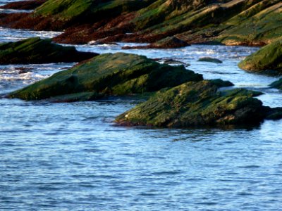 Spotted Sandpiper