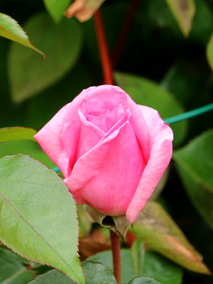 Pink Rosebud