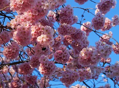 Flowers nectarines pink