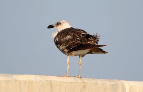 Lesser Black-backed Gull