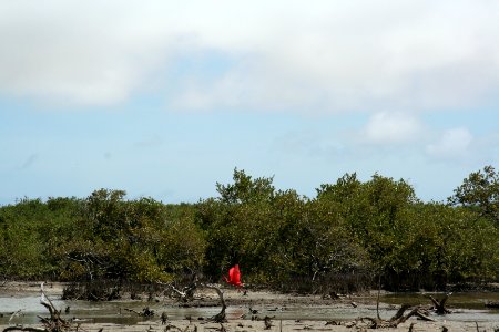 Scarlet Ibis