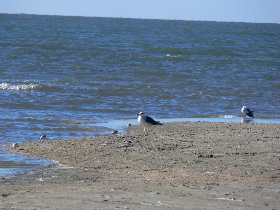 Lesser Black-backed Gull