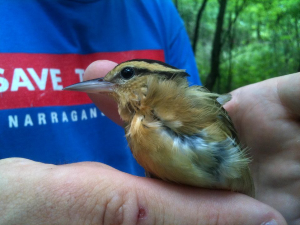 Worm-eating Warbler