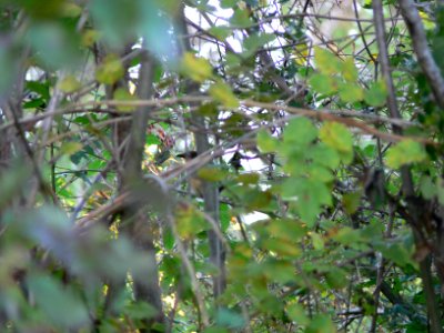 Black-billed Cuckoo