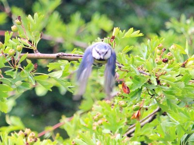 Blue Tit