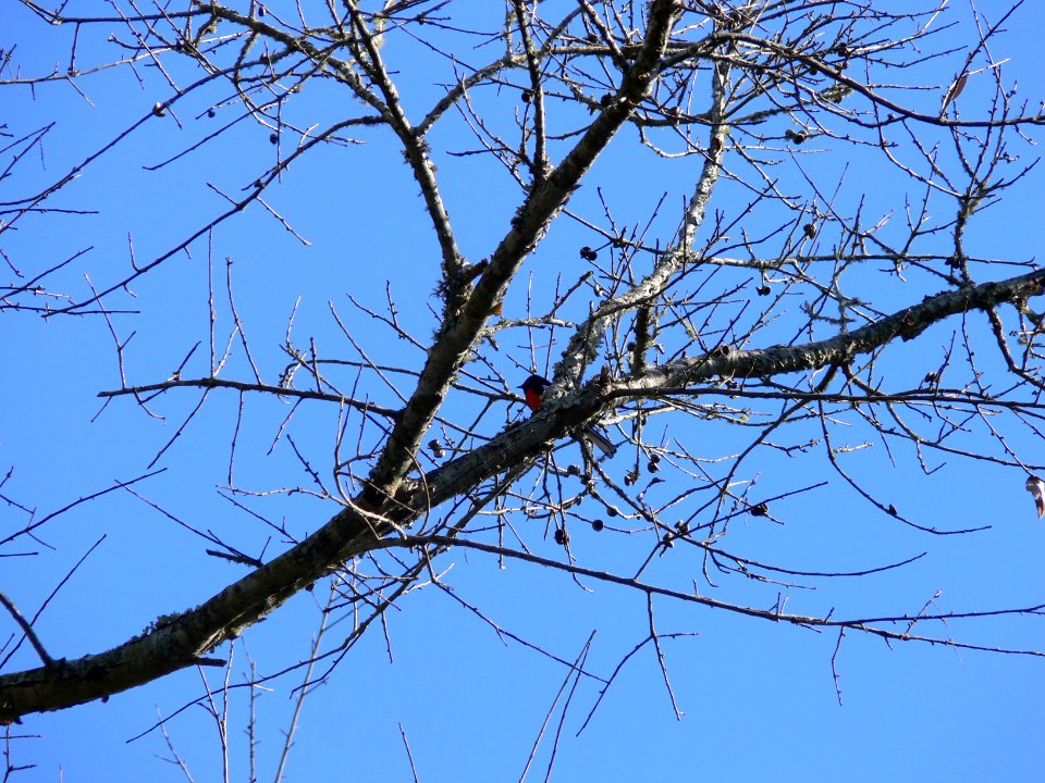 Painted Redstart
