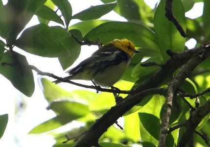 Black-throated Green Warbler photo
