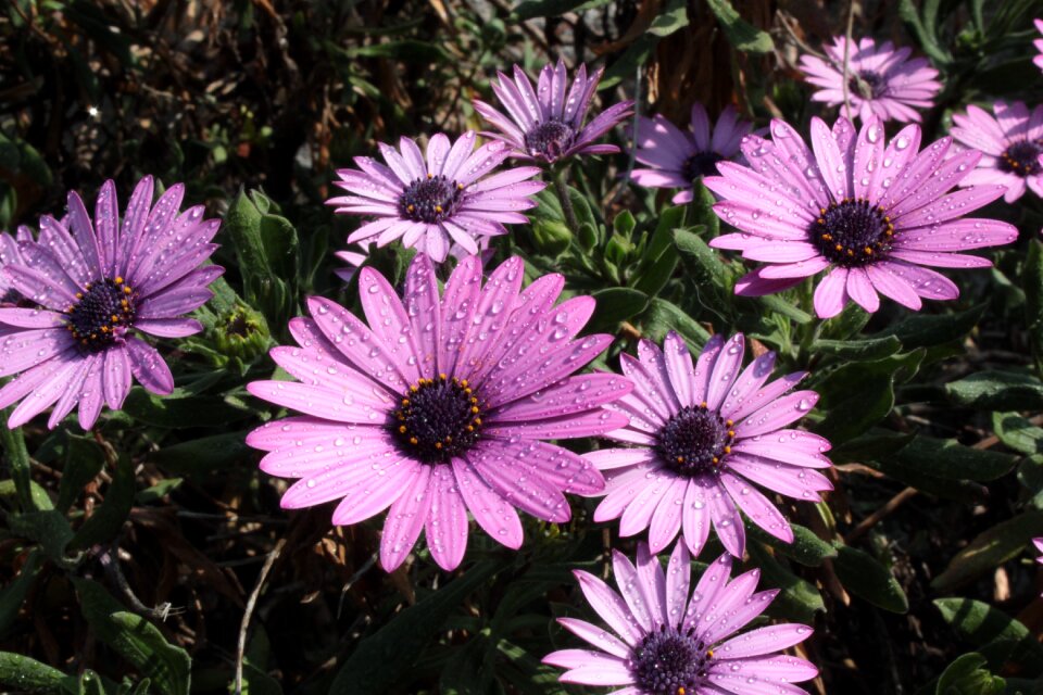 Nature petals spring