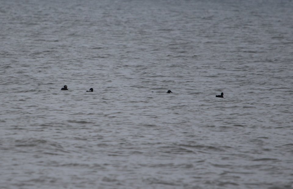 Black Scoter (left) with Surf Scoters