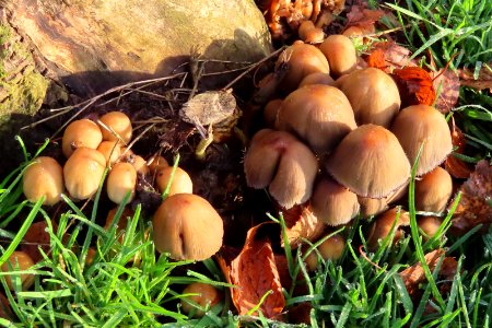 Coprinellus micaceus, Glistening Inkcap mushroom photo