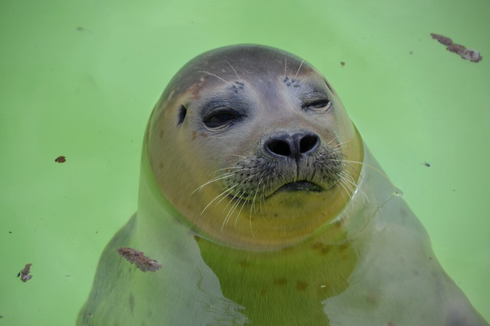 Mammal animal world north sea
