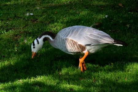 Bar-headed Goose photo