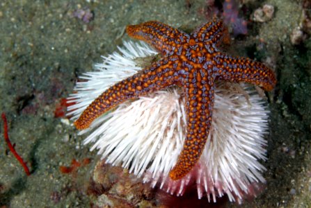 GFNMS sea star riding urchin photo