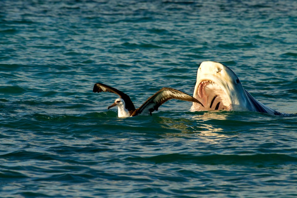 PMNM tiger shark and unsuspecting albatross