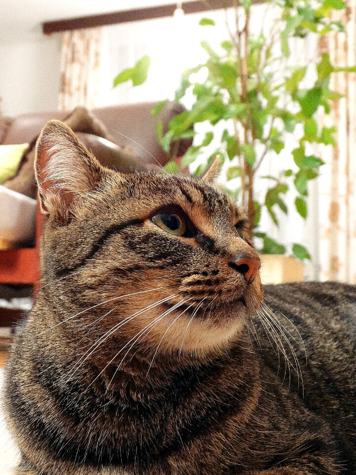 Domestic cat pets állatportré