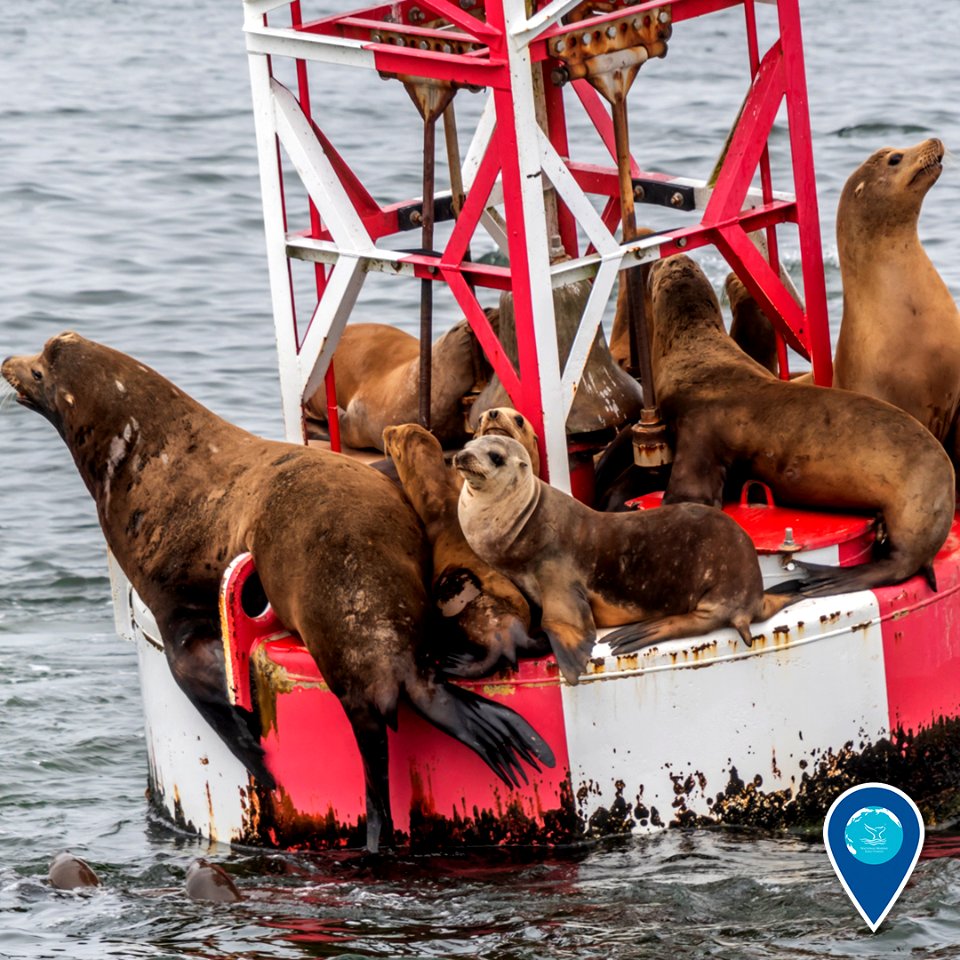 MBNMS California sea lions on buoy