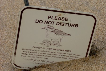 Snowy Plover