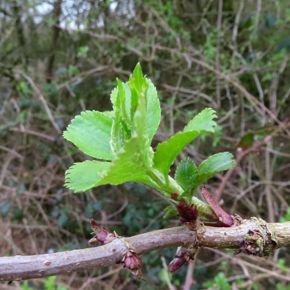 Green Shoots photo