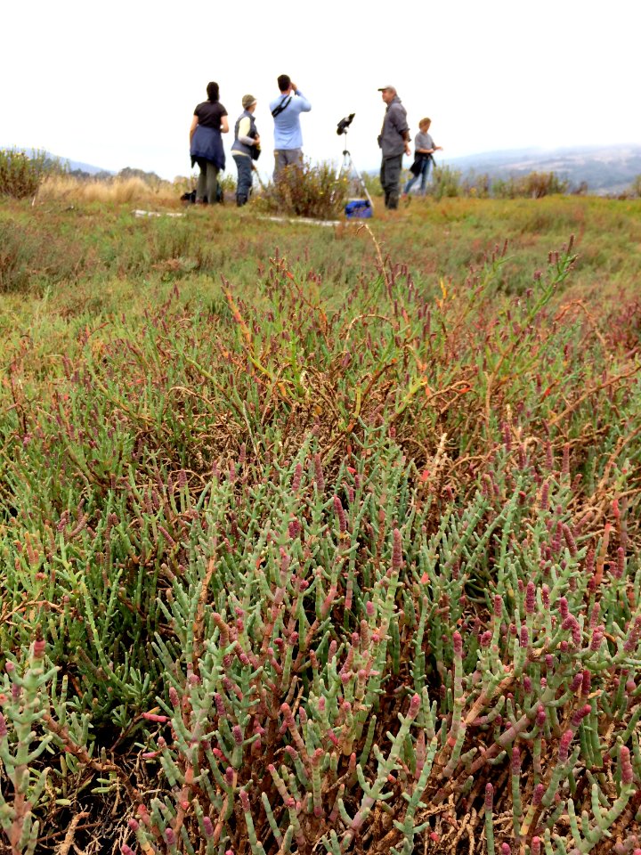 Kent Island Restoration And Birding