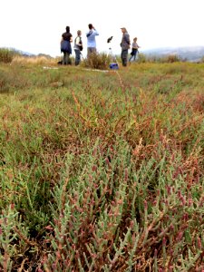 Kent Island Restoration And Birding