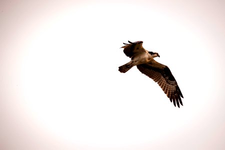 MBPRNMS osprey