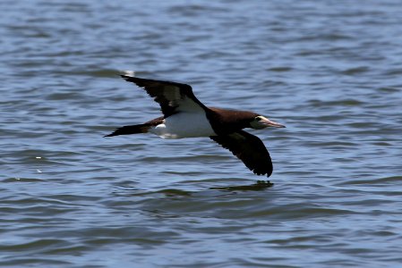 Brown Booby (1 of 2) photo