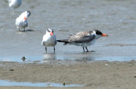 Caspian Tern