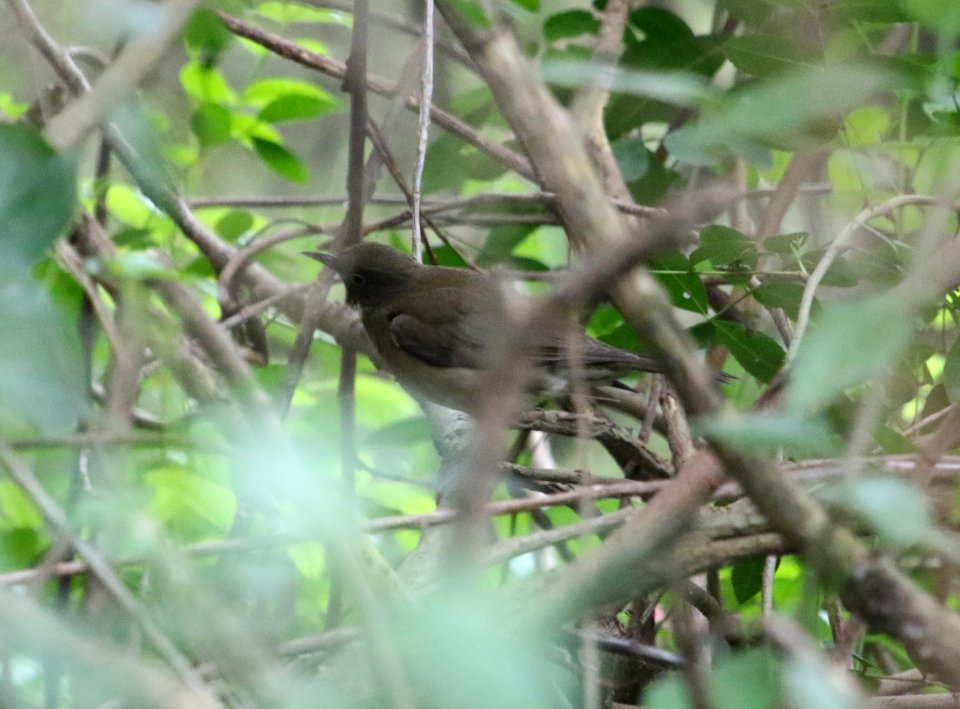 White-throated Thrush