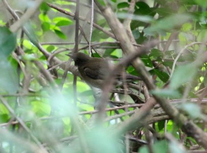 White-throated Thrush