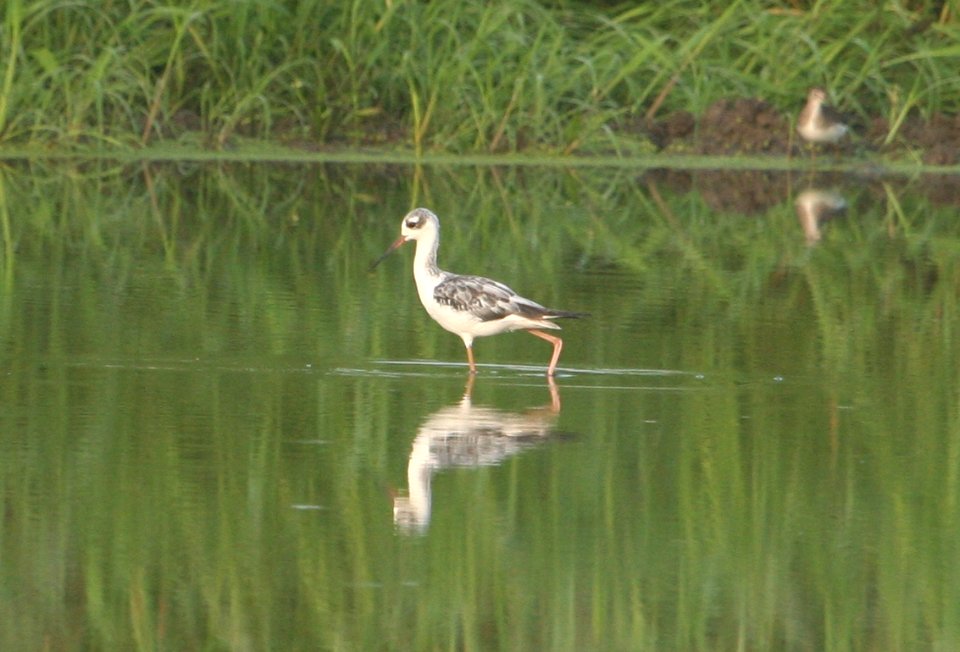 Black-necked Stilt
