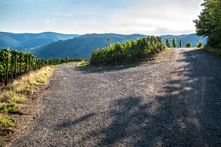 Grapevine vine vineyard