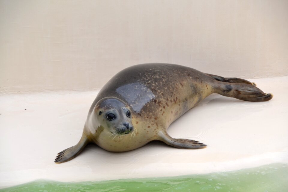 Mammal animal world north sea