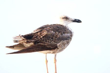 Lesser Black-backed Gull photo