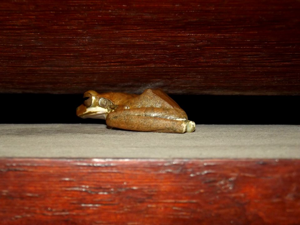 Frog