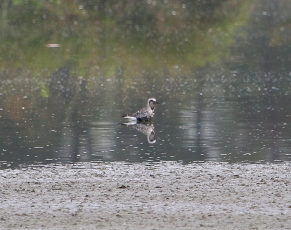 Black-bellied Plover