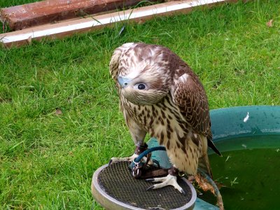 Gyr x Saker Falcon photo