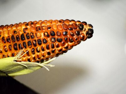 Tasty grain vegetarian