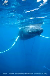 Entangled Humpback Whale
