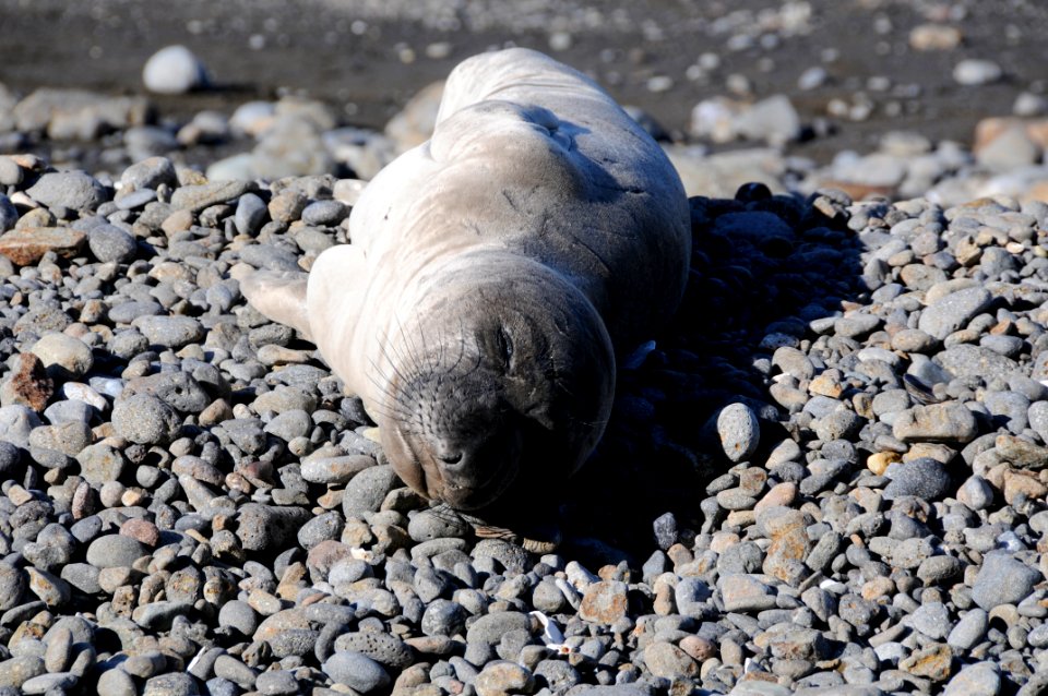 CINMS Sleepy Northern Elephant Seal
