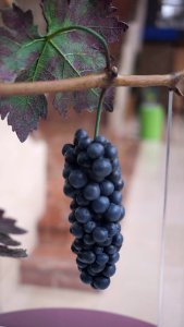 Tempranillo - Tinta Fina
