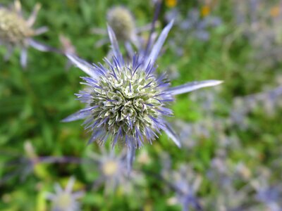Blue sea holly plant