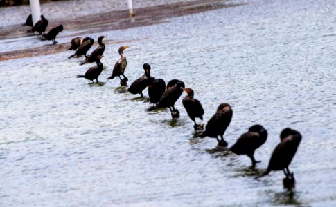 FKNMS cormorants